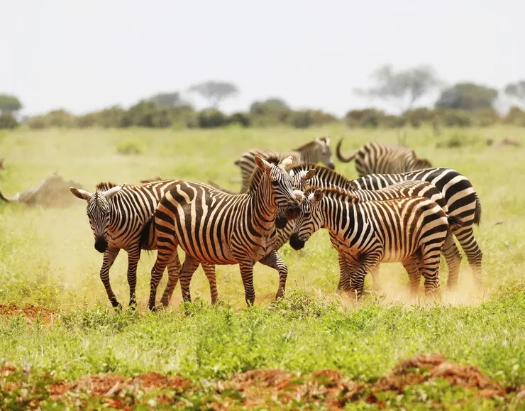 Exclusive Tanzania Safaris: Luxury Private Wilderness Tours
