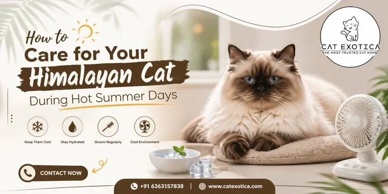 How to Care for Your Himalayan Cat During Hot Summer Days
