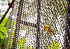 Customer Checklist Before Installing Invisible Bird Nets at Home | Complete Guide