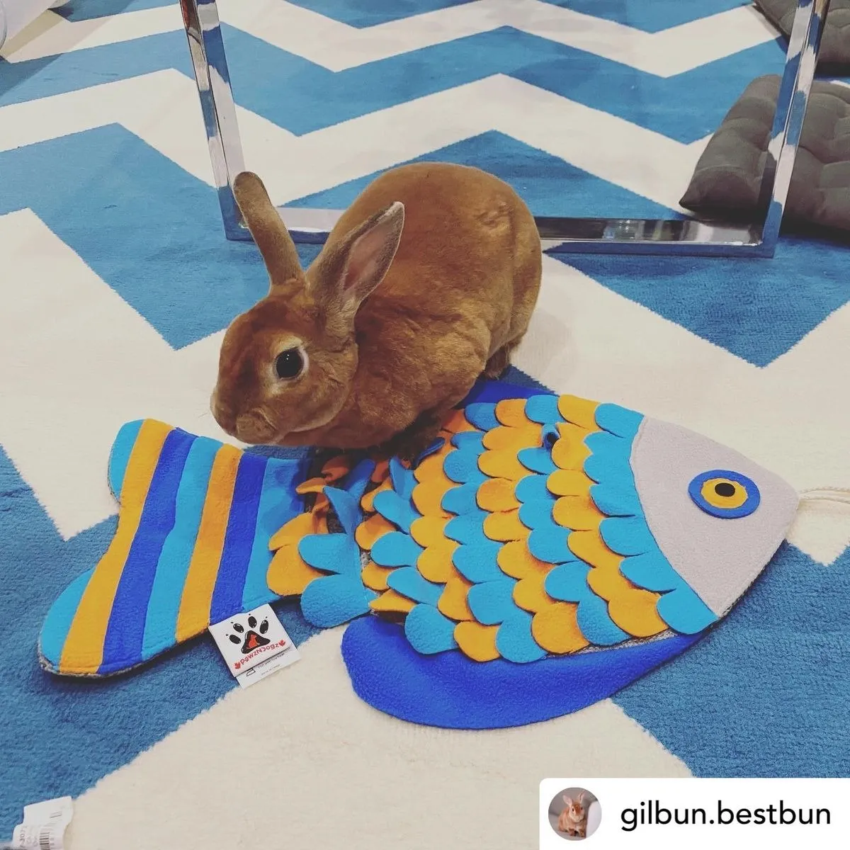 How Can You Make Mealtime More Fun for Cats, Rabbits, and Pigs?