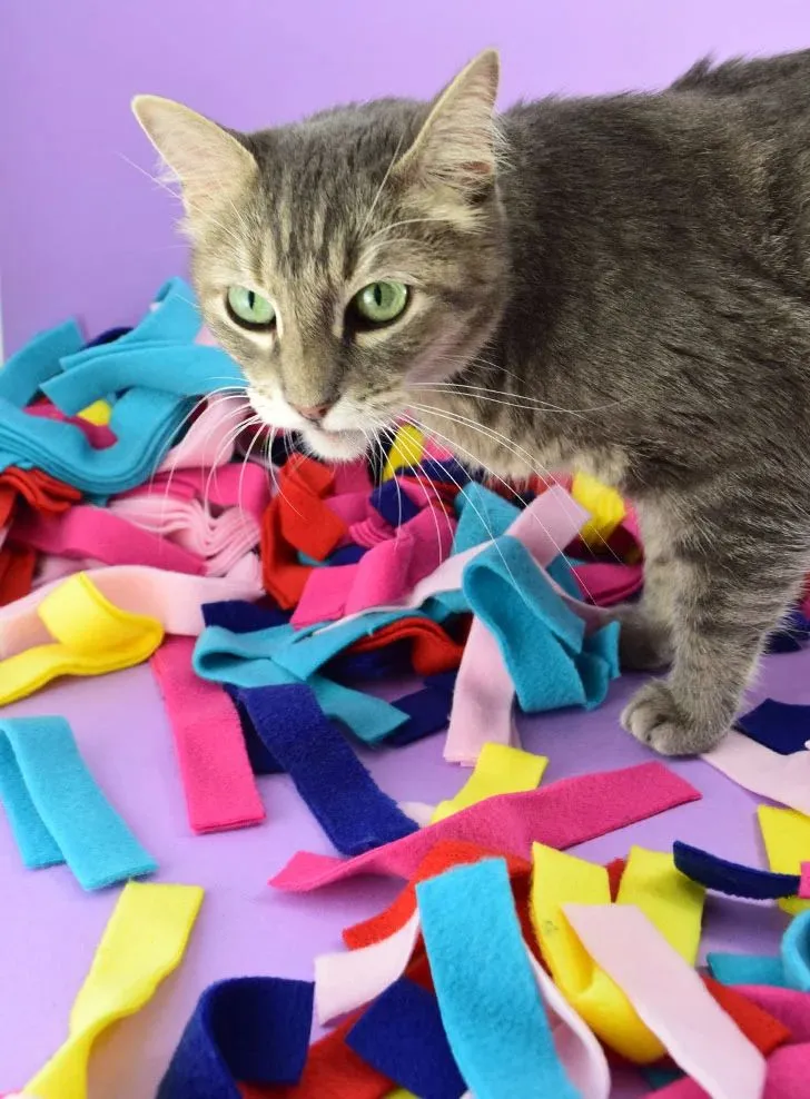How Can You Make Mealtime More Fun for Cats, Rabbits, and Pigs?