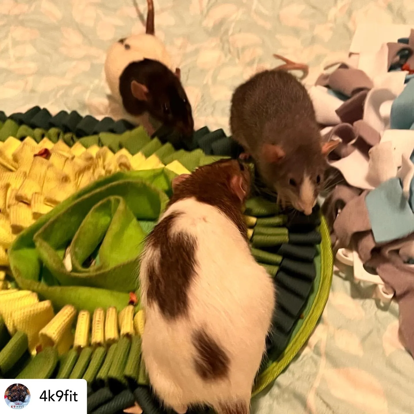 How Can You Make Mealtime More Fun for Cats, Rabbits, and Pigs?