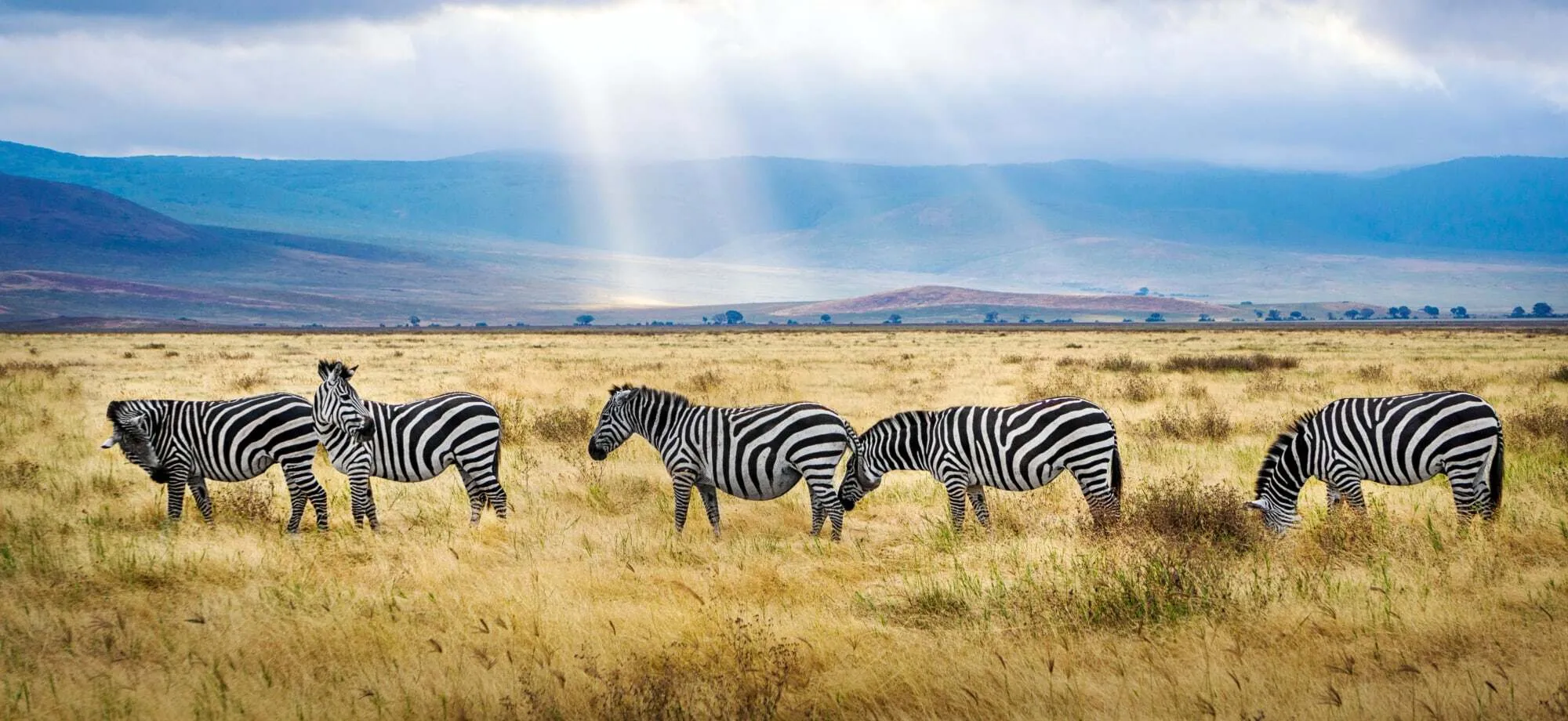 At Golden Trips Tanzania: Where Every Tanzania Safari Tours Becomes a Memory