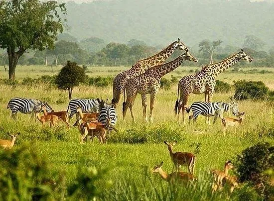 How Are Travel Costs Changing for Wildebeest Migration Safaris in 2026?