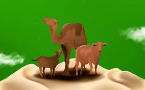 Qurbani 2026: