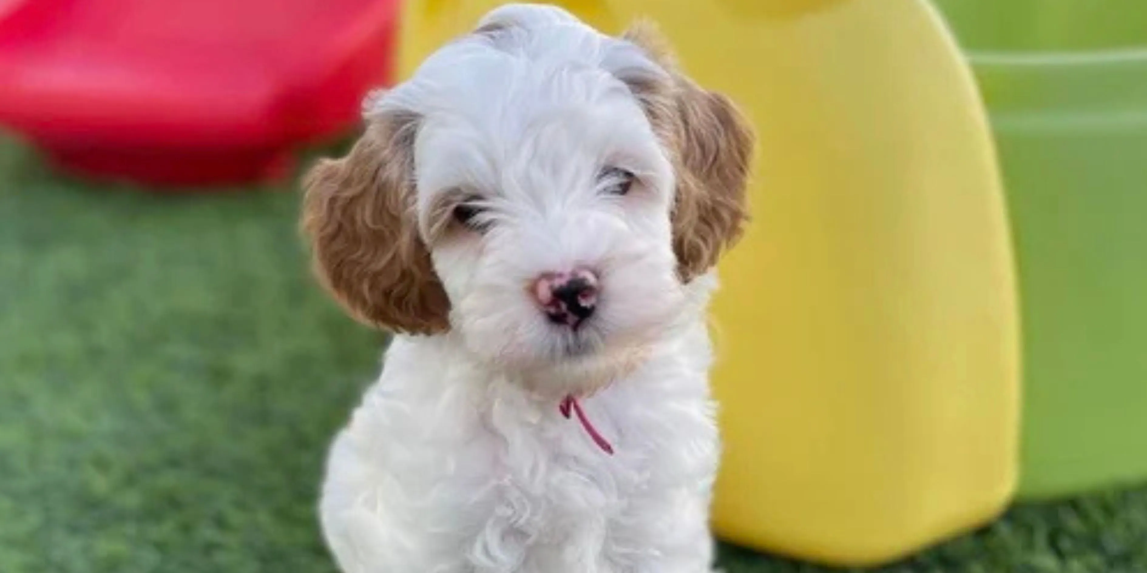 What Is a Mini Goldendoodle and Why It’s Popular in Los Angeles