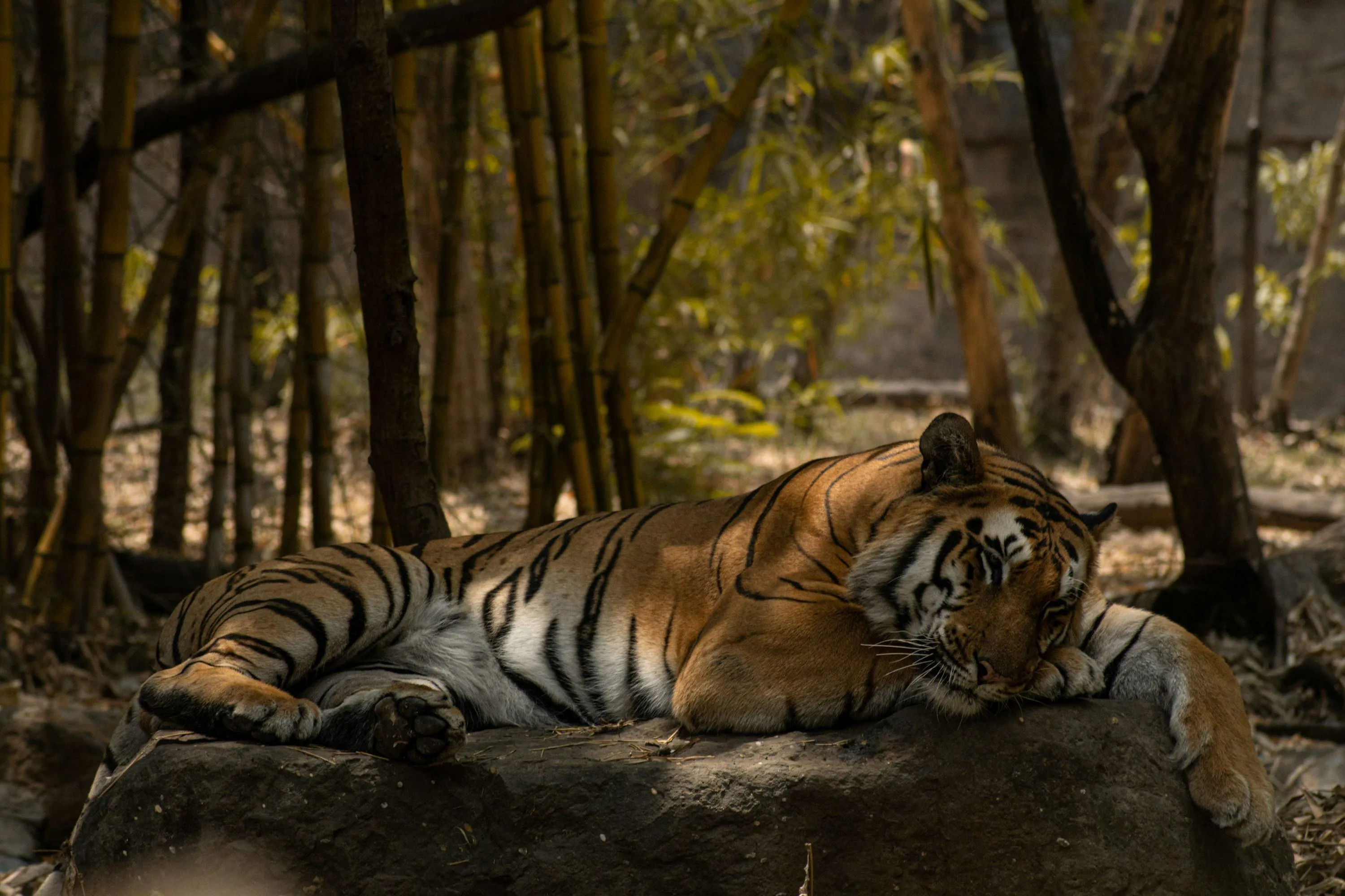 Perfect 3-Day Itinerary for Sariska Tiger Reserve Trip