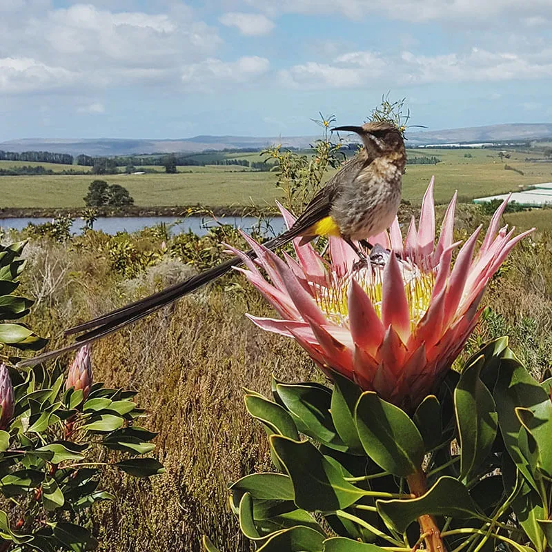 Elgin Western Cape Travel Guide Discover Scenic Beauty and Slackpacking South Africa Adventures with Green Mountain