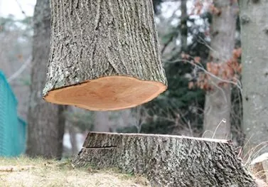 Local Specialist for Tree Pruning Services: Protect Your Home & Landscape Smartly!