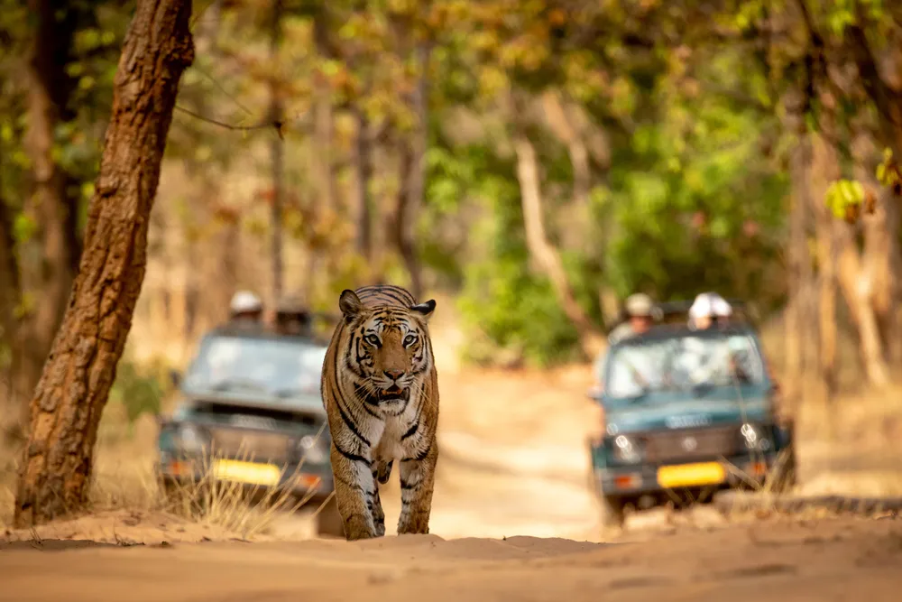 Tiger Safari in India: Top National Parks for Wildlife Adventures