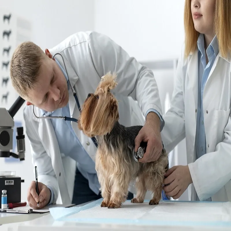 What Happens Behind the Doors of an Emergency Animal Hospital Mississauga