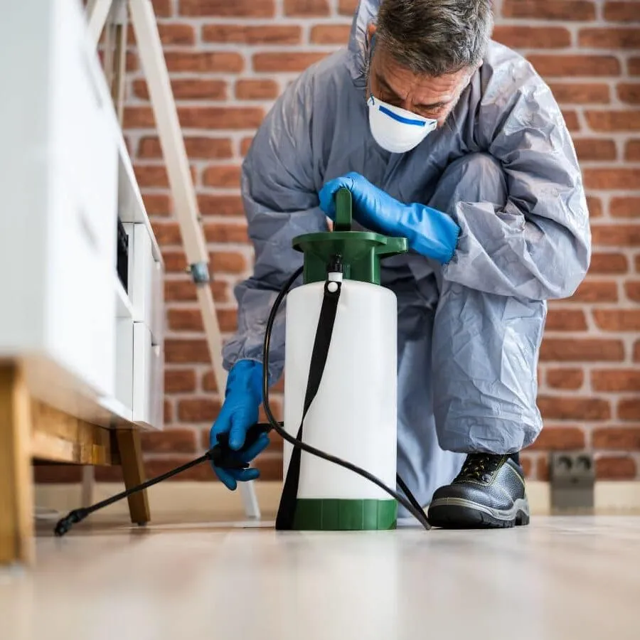 Beat the Bugs Without Breaking the Bank: Pest Frog’s Smart Pest Control Solutions in Texas