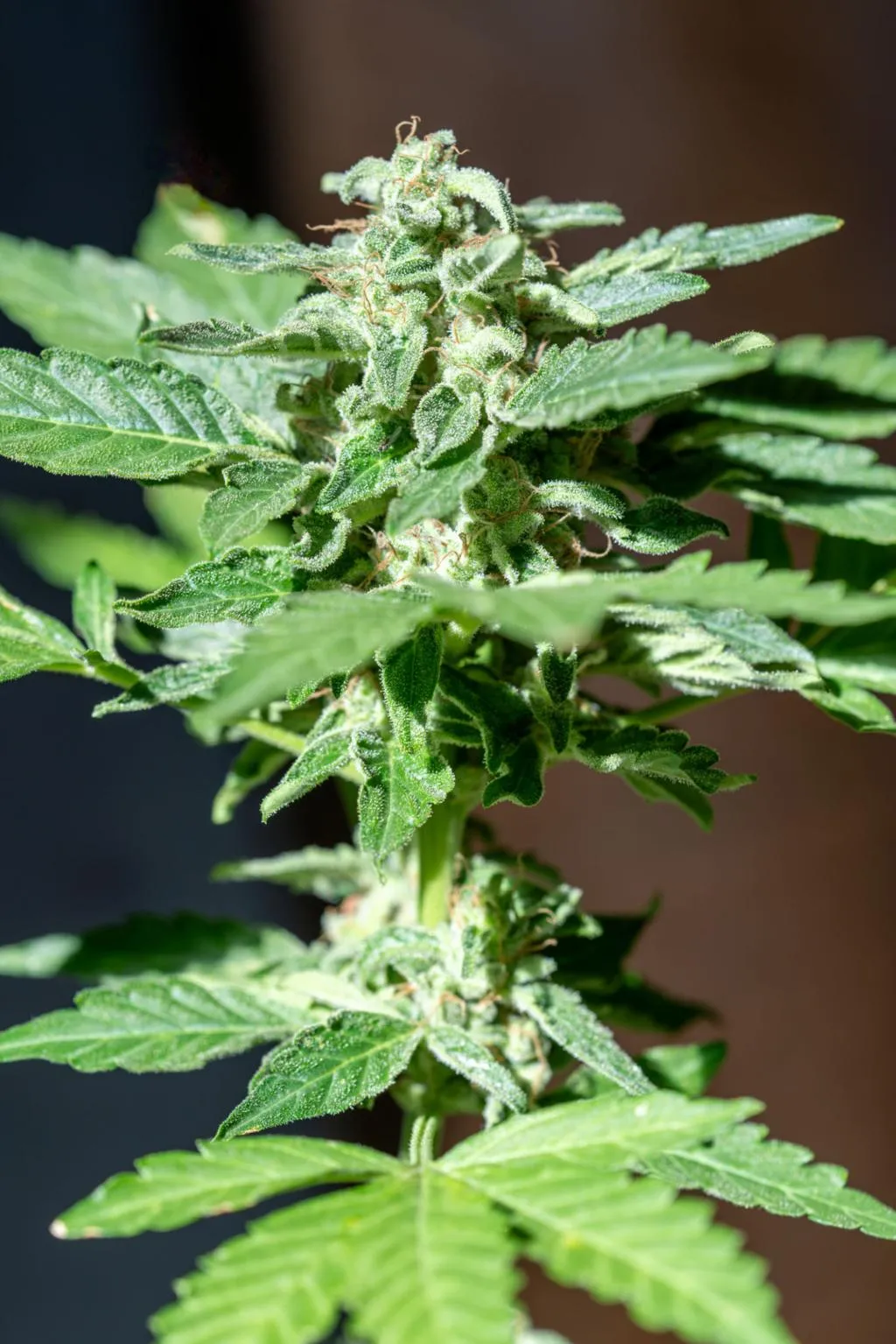Best CBD Tinctures for Deep Sleep in 2026: Where to Buy & Save