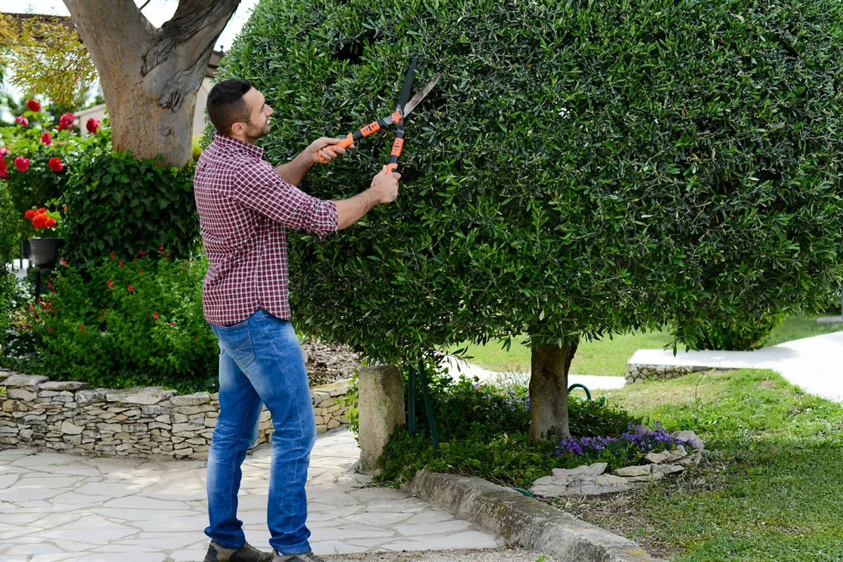 Strong, Safe & Stunning: Expert Tree Care by Results Tree and Landscape Inc.