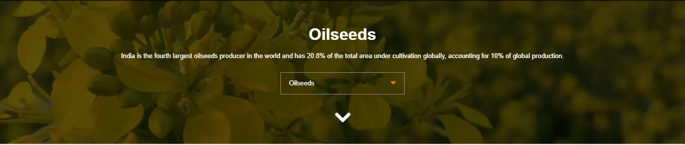 Oilseeds Industry in India: Growth, Production, Export Trends & Government Initiatives