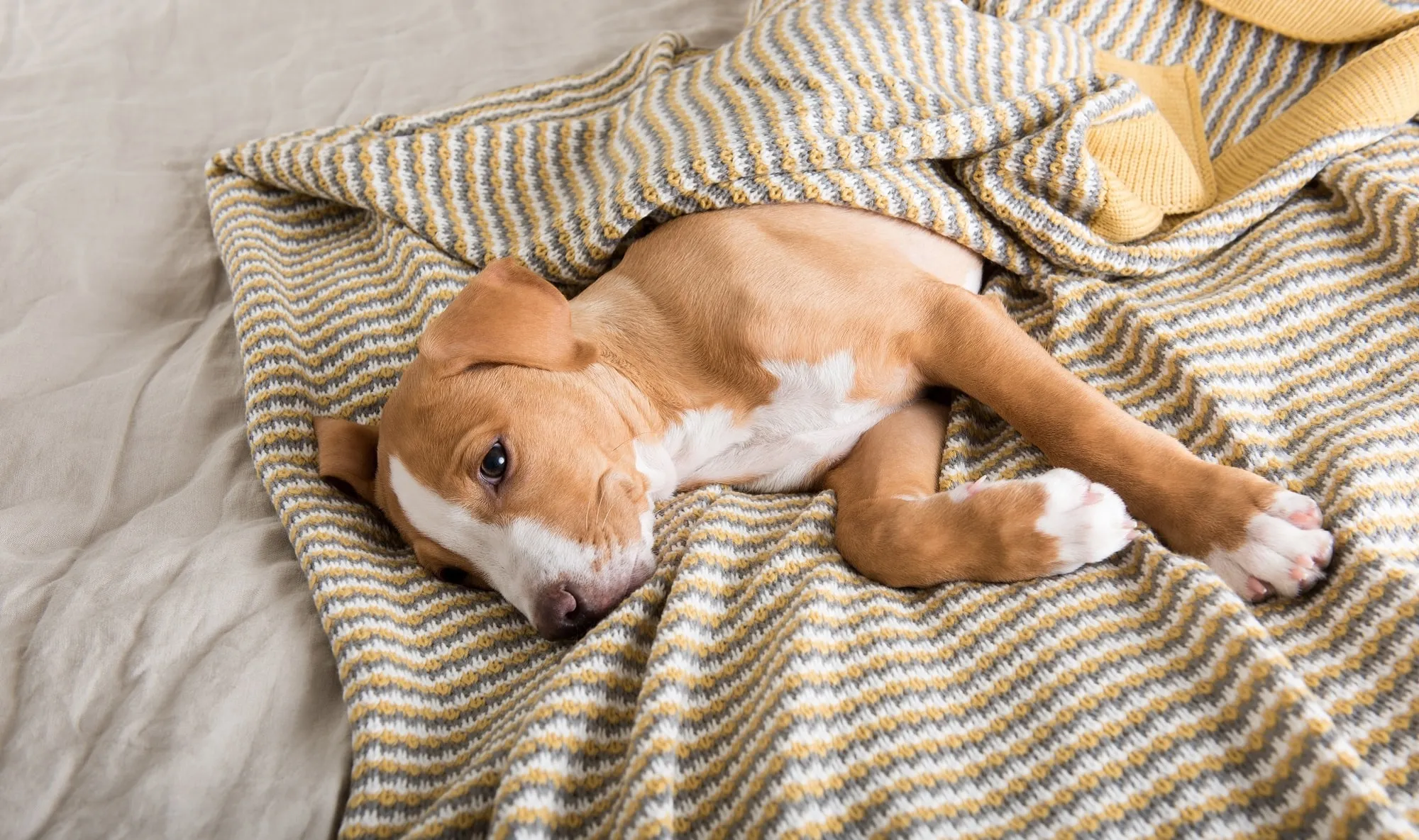 Dog Quality of Life Scale: How to Measure Your Pet’s Comfort at Home