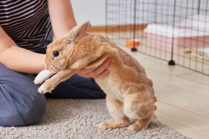 Essential Rabbit Care Tips for Happy and Healthy Bunnies
