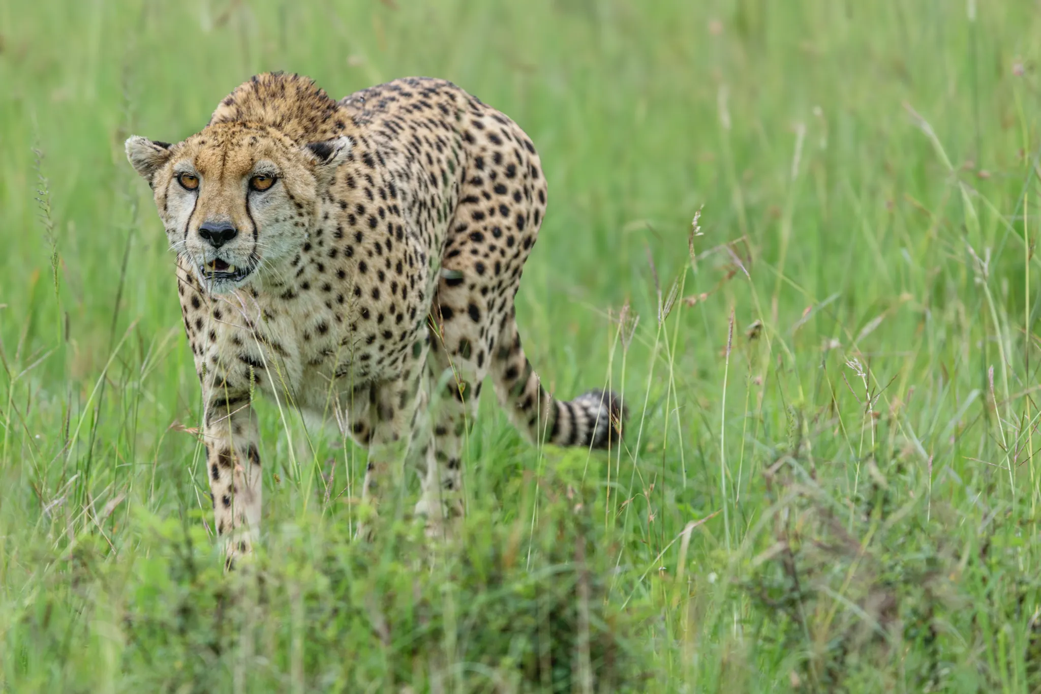 Which Kenya Safari Packages Offer the Best Value for Travelers?
