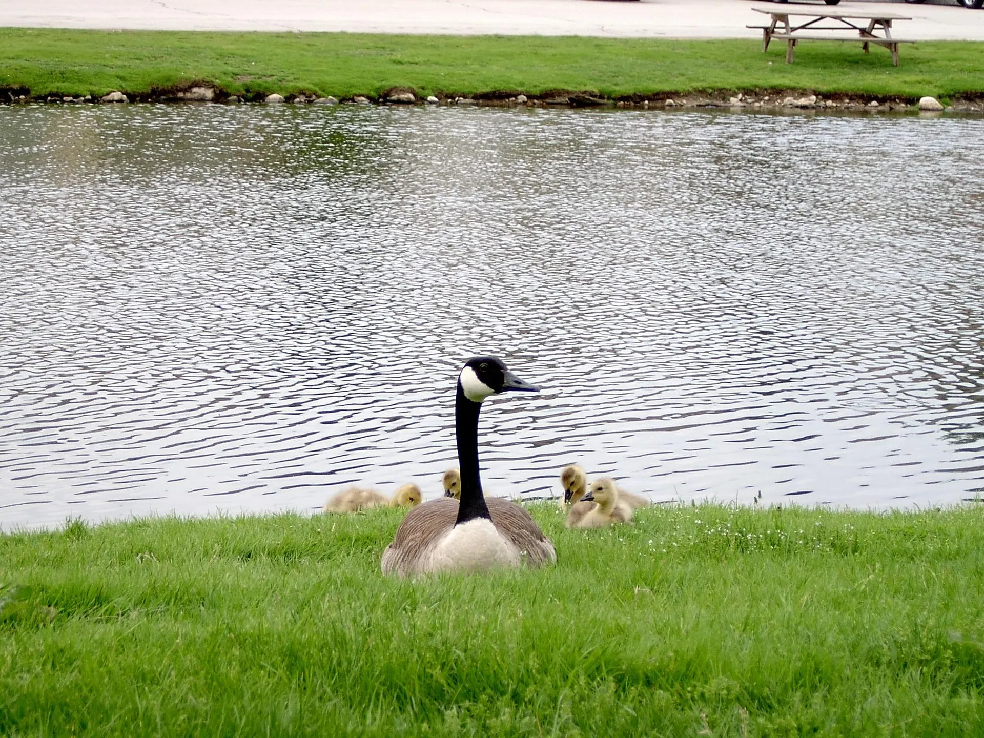 How Professional Geese Removal Keeps Properties Safe This Spring