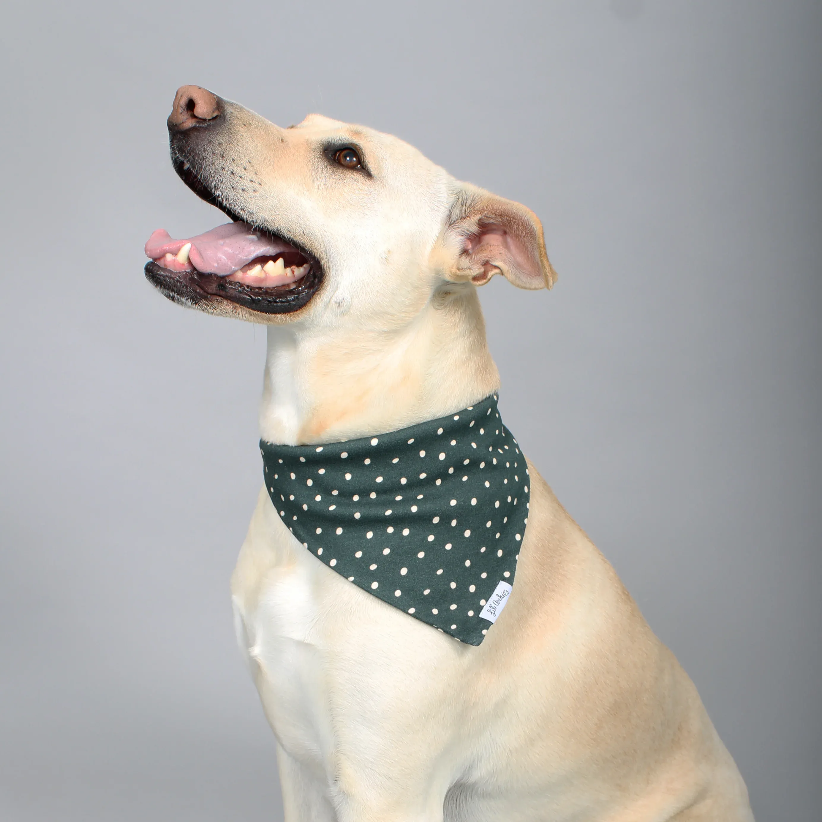 How to Pick the Perfect Organic Cotton Dog Bandana for Your Dog - A Complete Guide