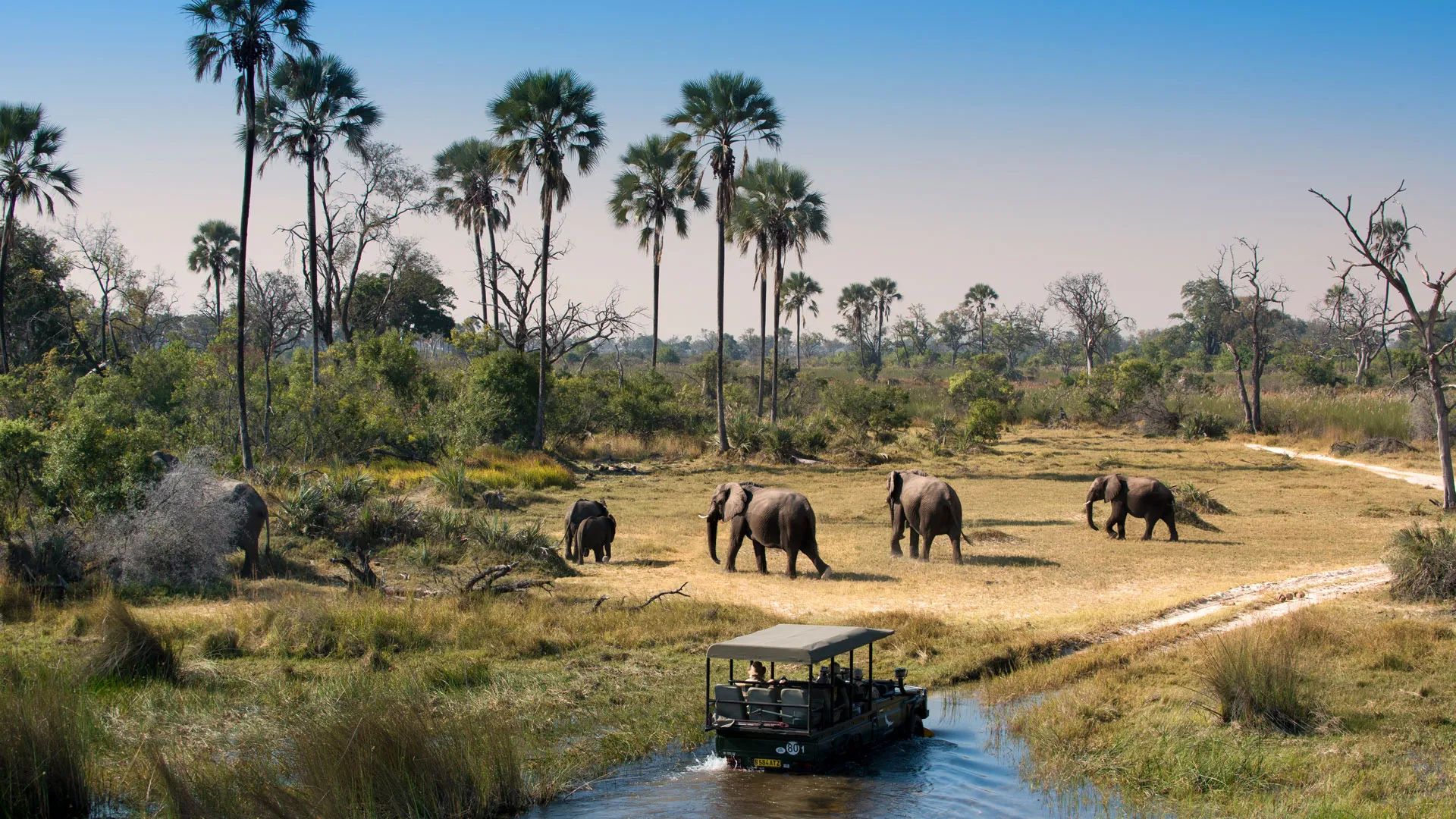 Luxury Botswana Safari Packages for Unforgettable Wildlife Adventures