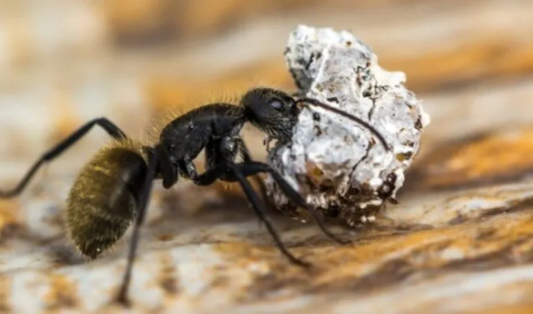Useful pest prevention practices for modern properties