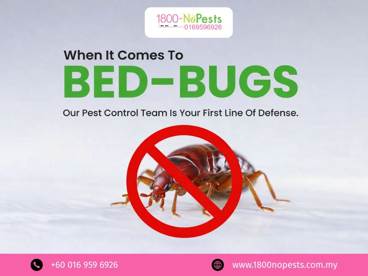 Why Do Bed Bugs Come Back After Treatment?