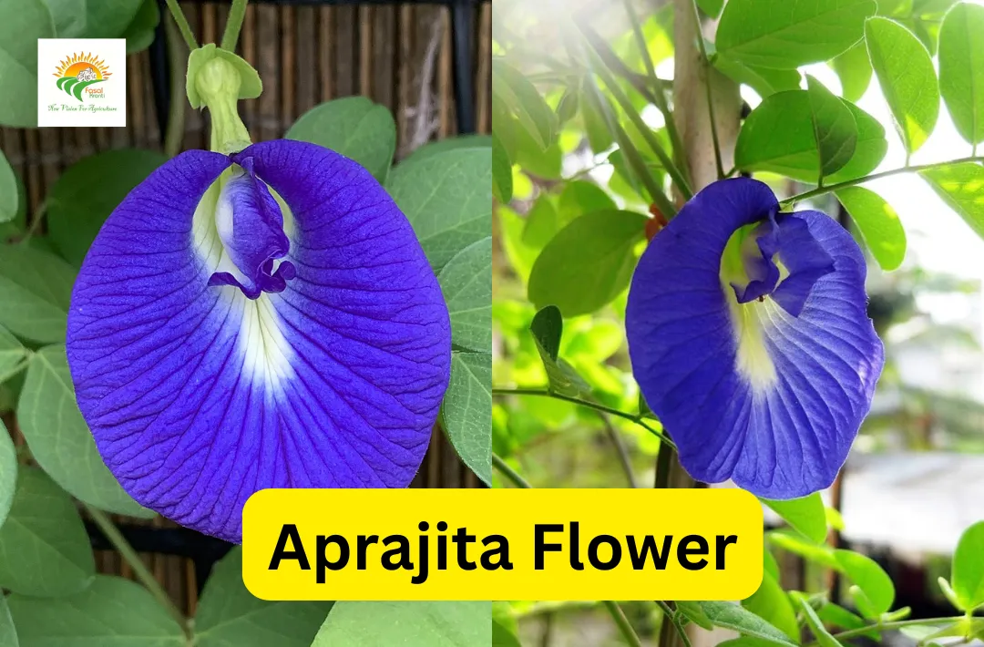 Aprajita Flower Benefits and Farming Tips for 2026