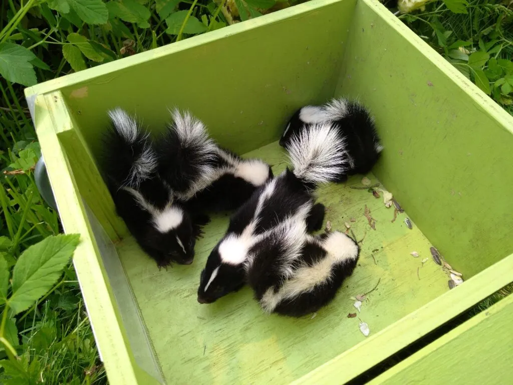 Silent Night, Safe Homes: The Real Benefits of Professional Skunk Control in Vaughan