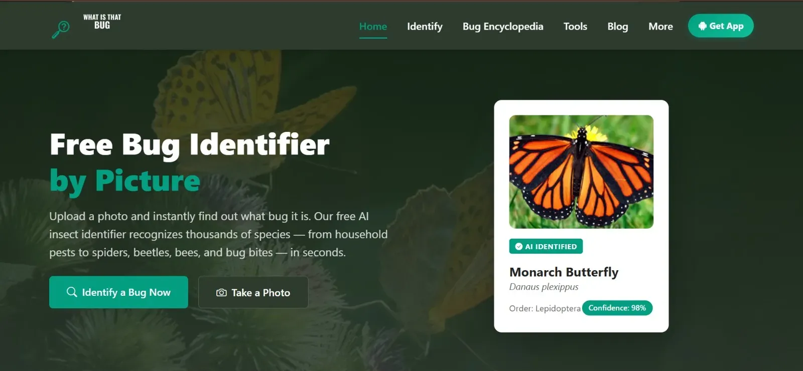 Discover Insects with a Free Bug ID Tool