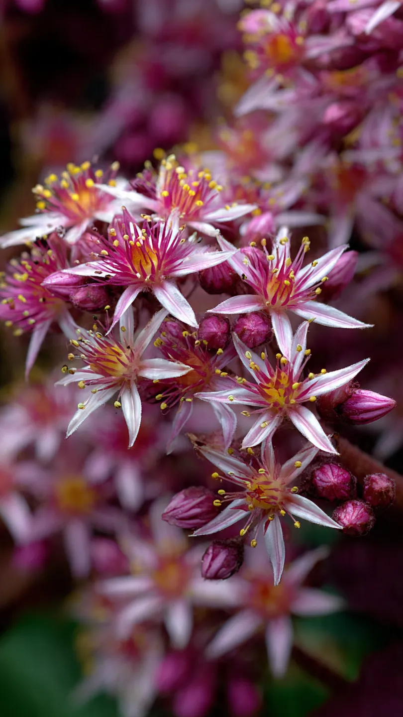 The Kind of Color That Returns With Purpose