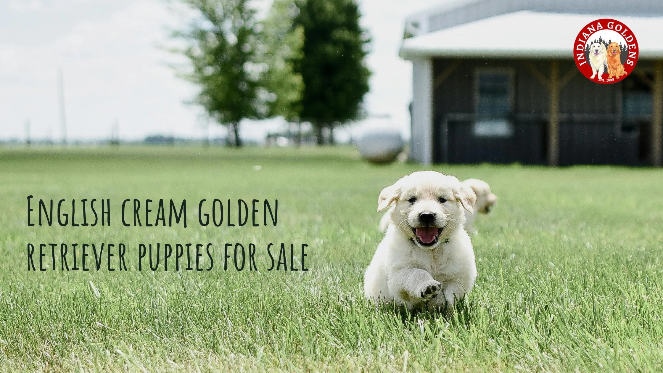 English Cream Golden Retriever Puppies for Sale: What You Need to Know Before Bringing One Home