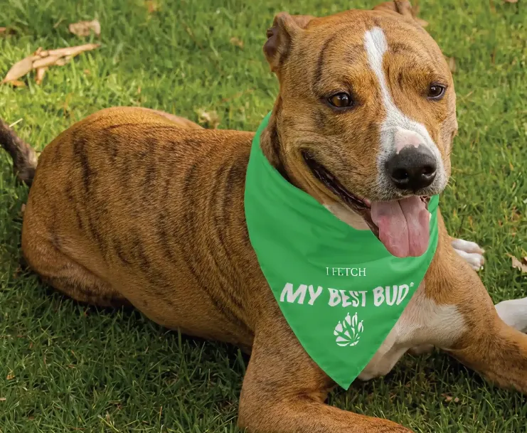 Cannabis for Pets and Everyday Pet Wellness