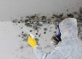 Why Mold Keeps Coming Back: Solving the Root Cause in Pueblo Homes