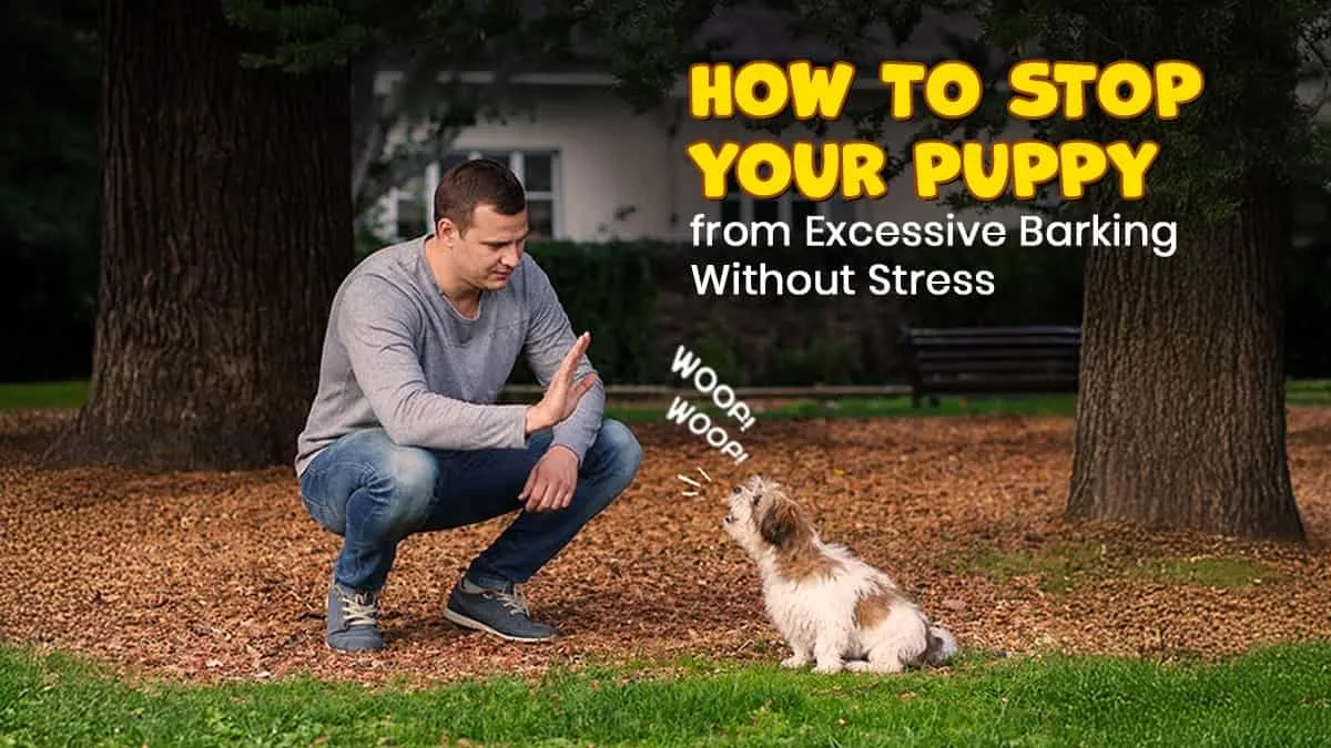 How to Stop Your Puppy from Excessive Barking Without Stress