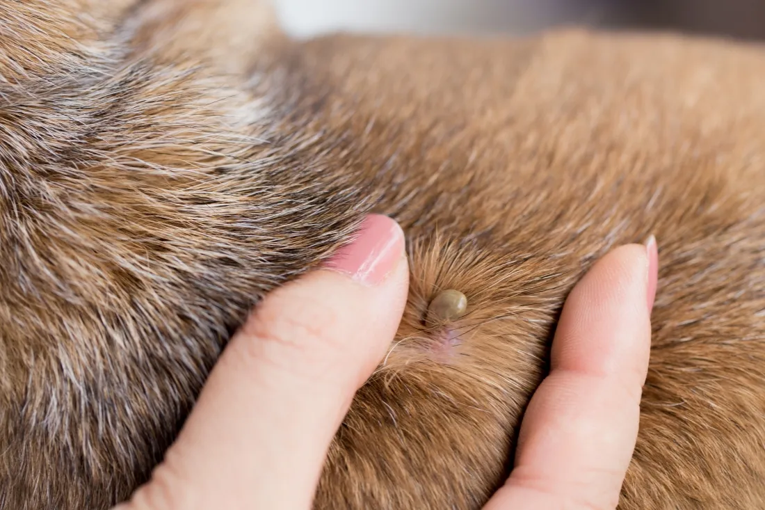 Rising Lyme Disease in Pets: Causes, Symptoms, and Prevention Tips for Pet Owners