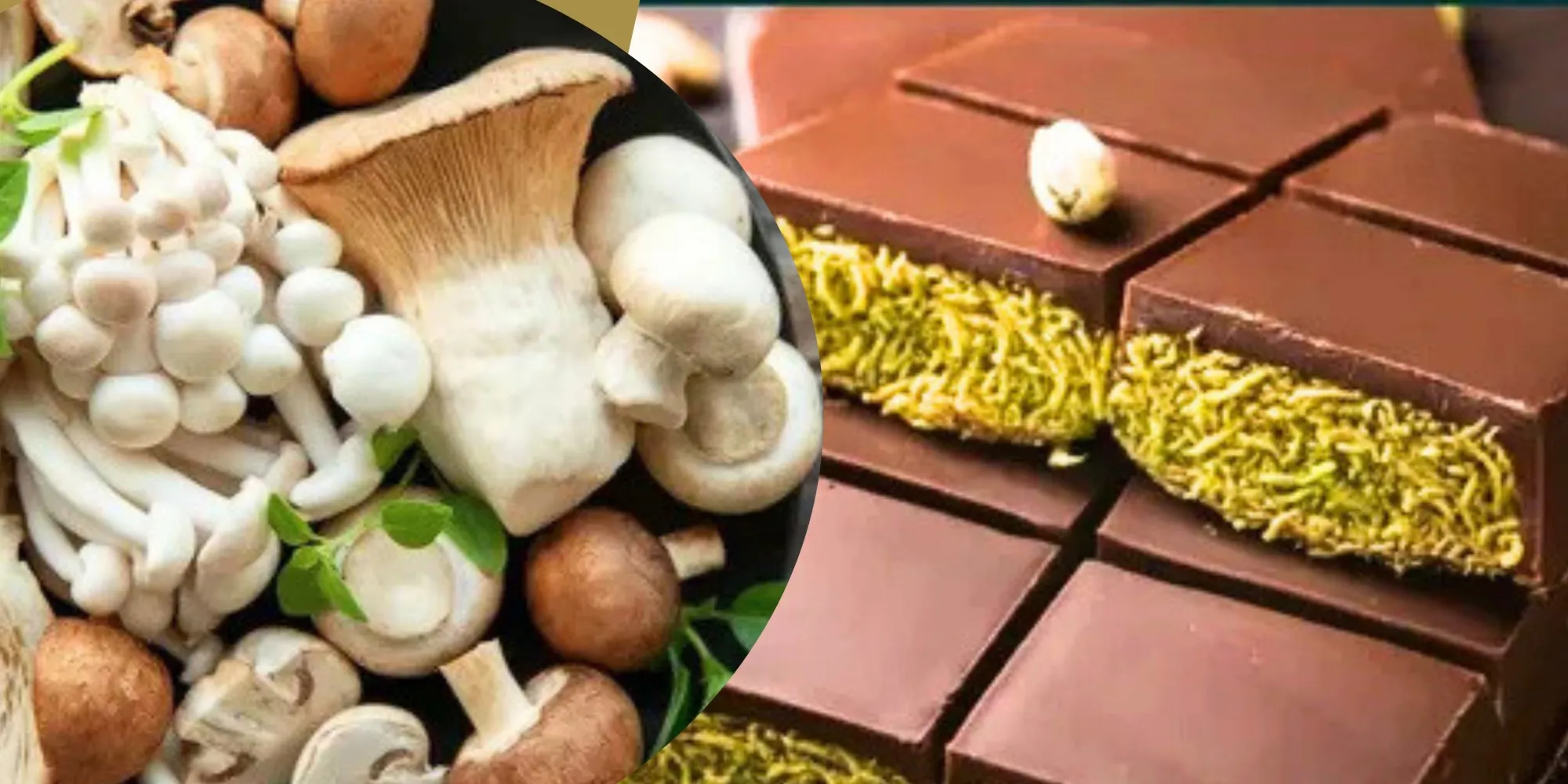 Where to Find a Mushroom-Infused Chocolate Bar and Shrooms in DC?