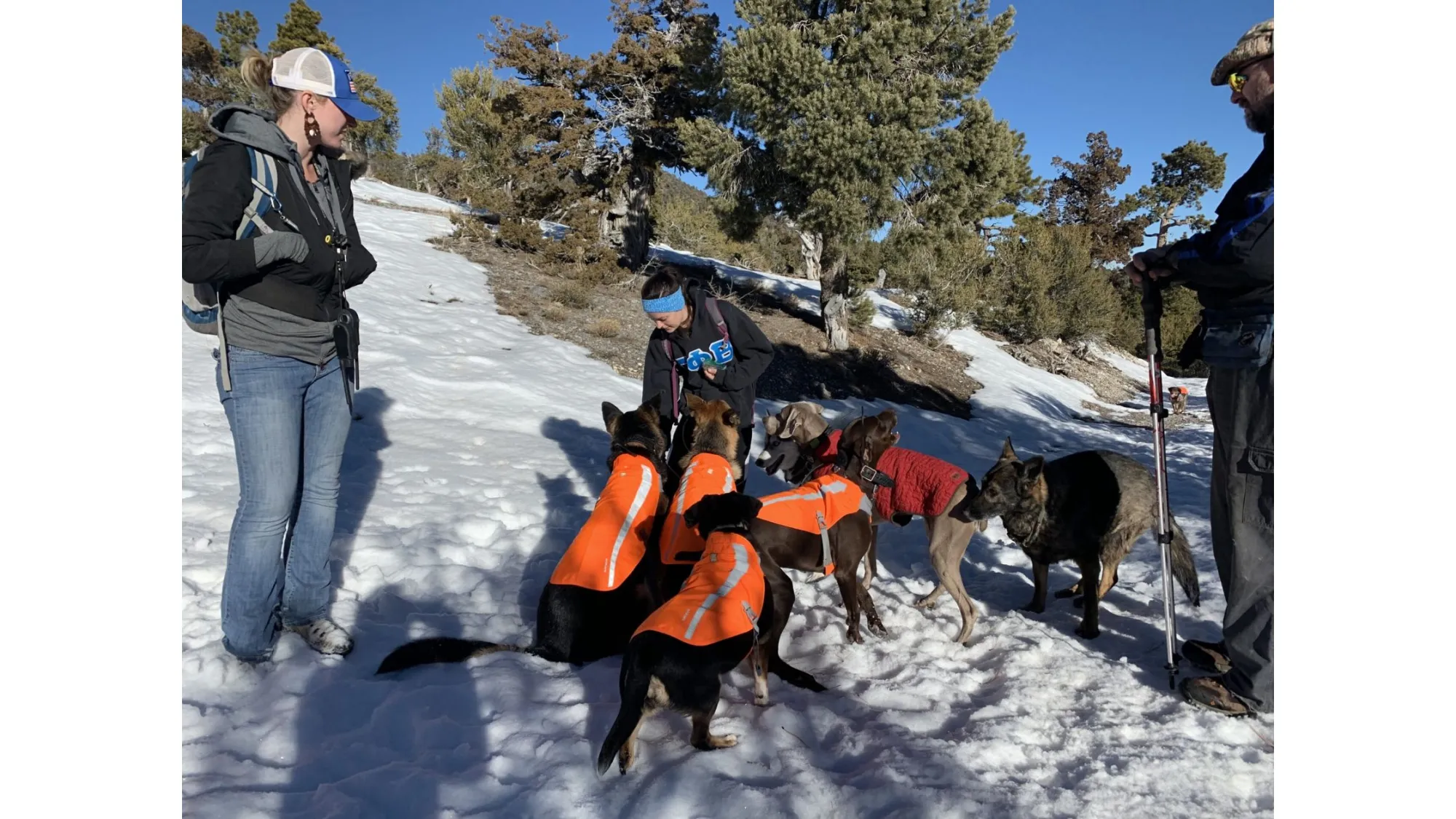 How Often Should You Plan Dog Hiking and Adventure Walks for Best Results?