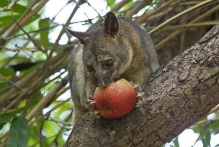 Smart Pest Control Practices for Healthier Living in Melbourne