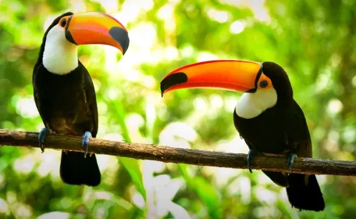 Lake Sandoval Tour Peru – Wildlife & Amazon Magic