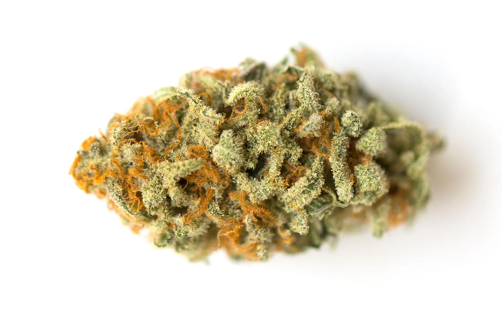 What Are Indica Strains? A Complete Guide