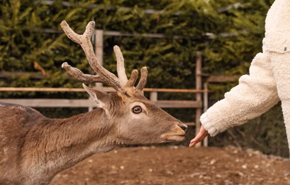 How to Identify Trophy Whitetail Deer in the Wild