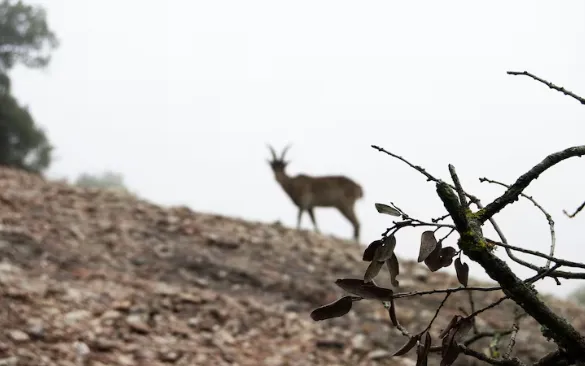 Best Tree Stand Setup for Successful Deer Hunting