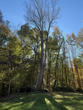 How Can You Tell If a Tree Needs Immediate Emergency Removal?