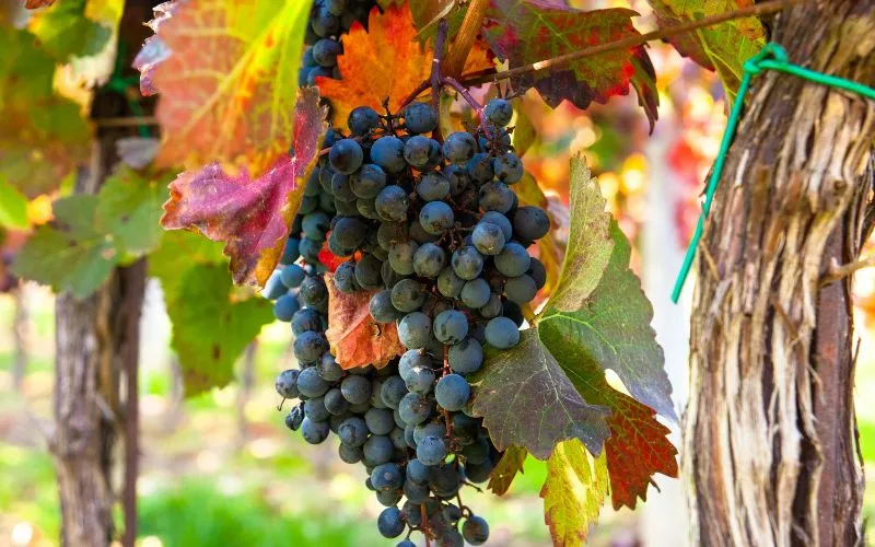 Yarra Valley in Autumn: Sip, Stroll, Repeat
