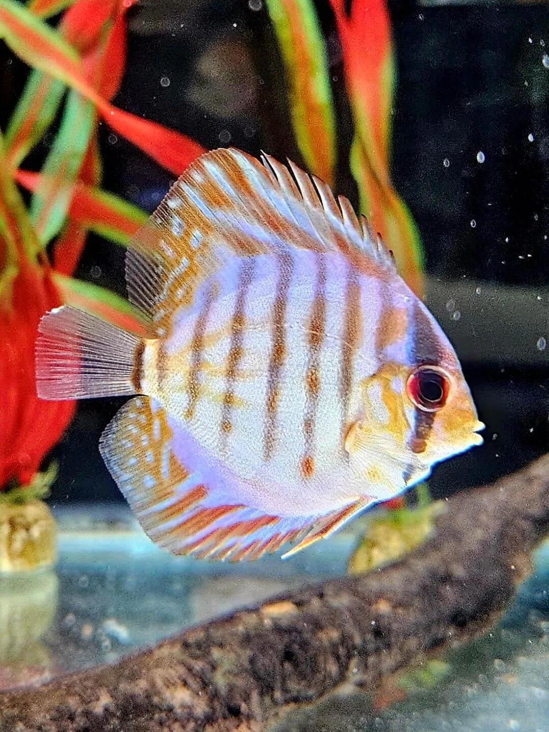 American Cichlid Fish – Care, Varieties, and Buying in Australia
