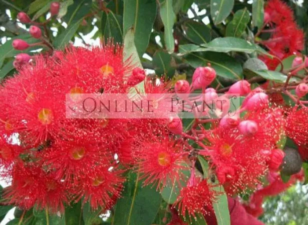A Complete Guide to Growing Native Gum Trees in Your Garden