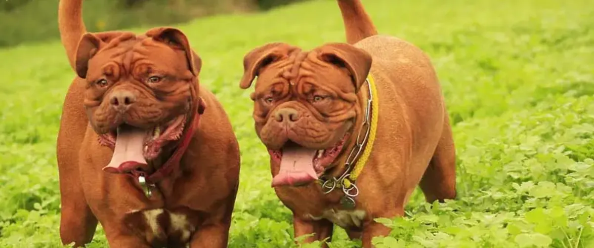 Trusted Dog Training Australia Services for Happy Pets