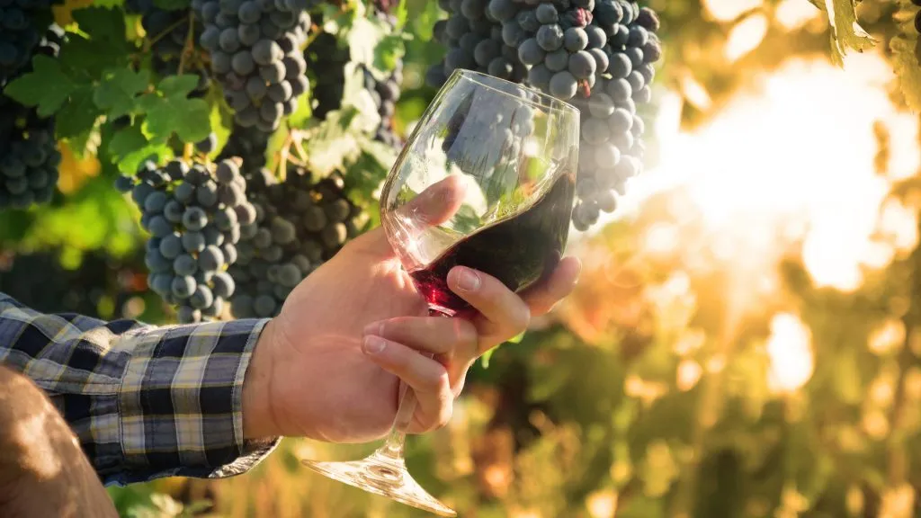 Natural Wine Revolution: Brands Leading the Way