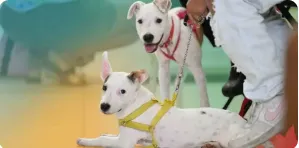 What Happens If You Never Spay or Neuter Your Pet? A Vet Perspective